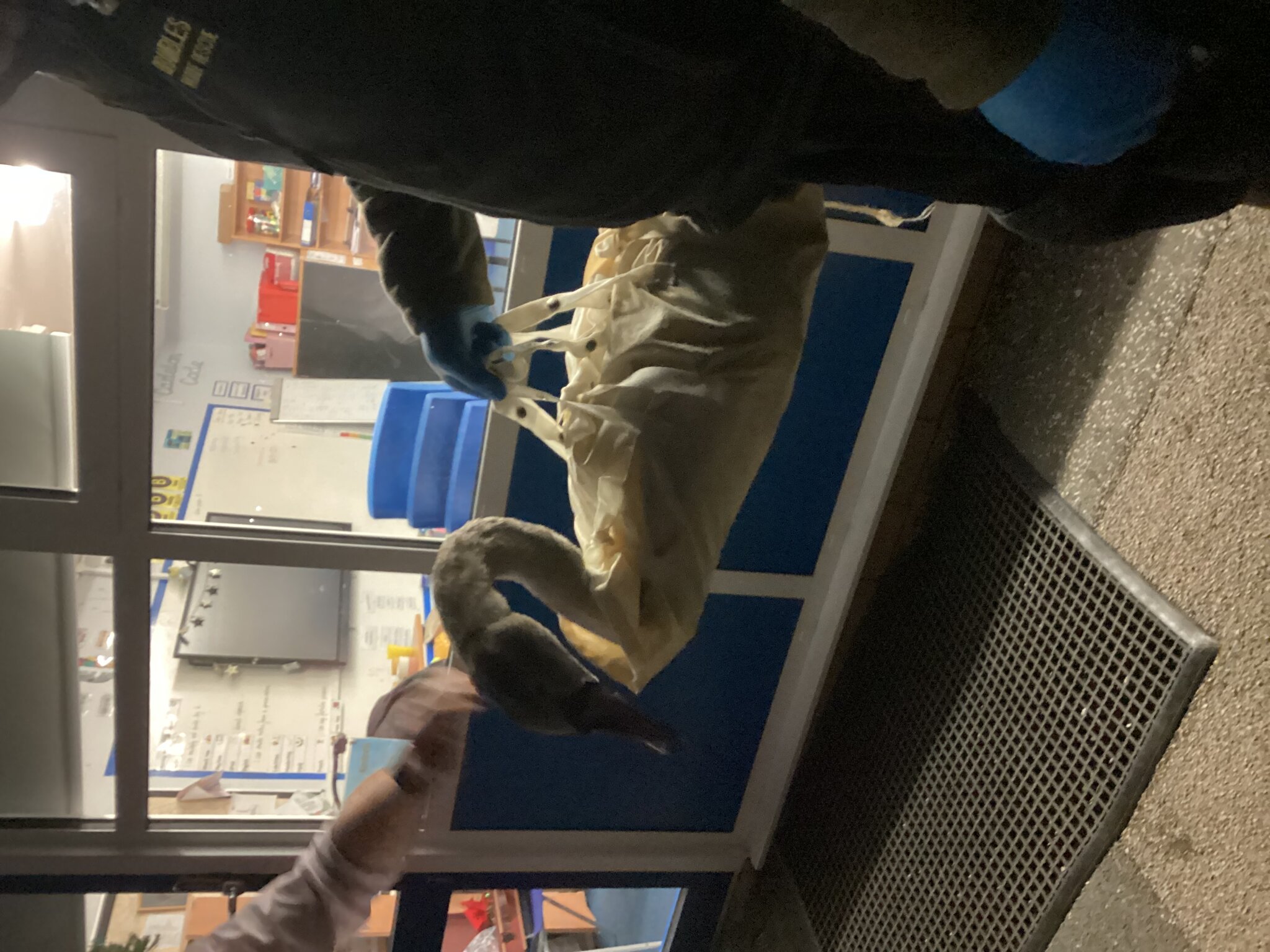 Image of Swan Rescue